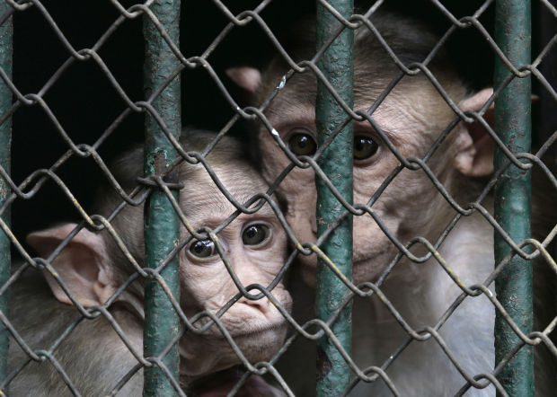 Animal photos of the week